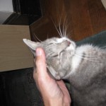 Picture - Squiqui gets a chin rub