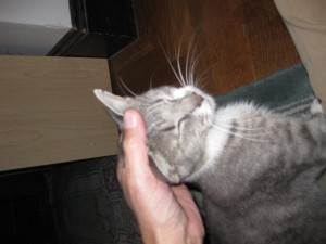 Picture - Squiqui gets a chin rub