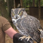 Great Horned Owl