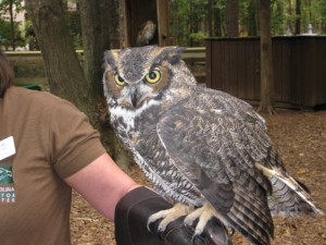 Great Horned Owl