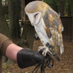 Barn Owl