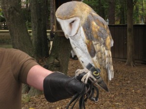 Barn Owl