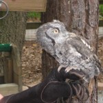 Northern Saw-whet Owl