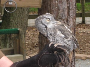 Northern Saw-whet Owl