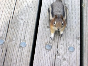 Hungry Squirrel